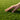 Artificial Grass